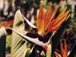 Bird of Paradise flower